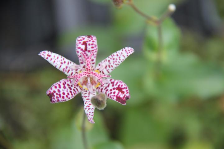 Tricyrtis formosana 'Dark Beauty'