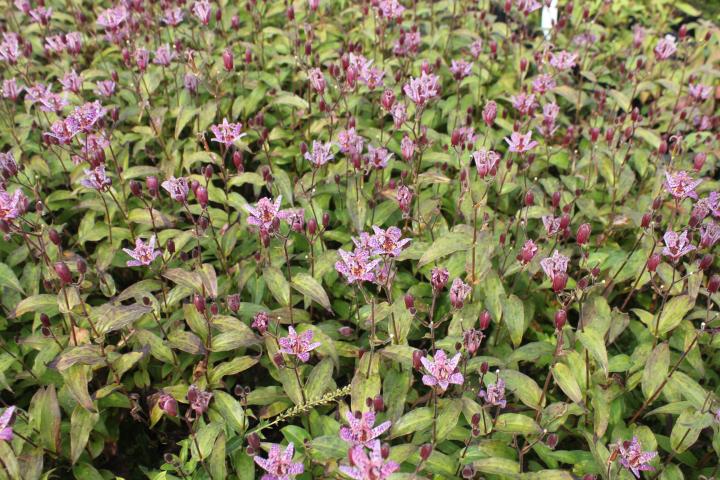Tricyrtis formosana 'Dark Form'