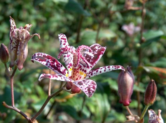 Tricyrtis formosana (stolonifera)