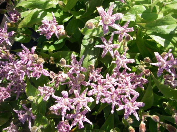 Tricyrtis hirta
