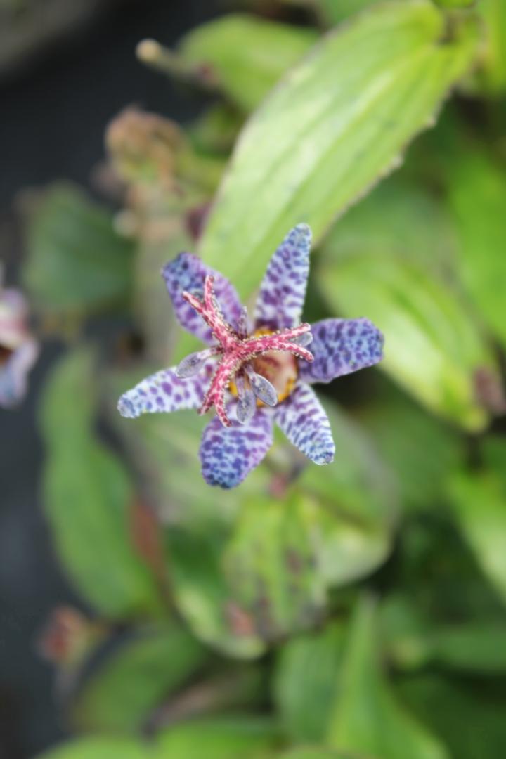 Tricyrtis hirta 'Miyazaki'