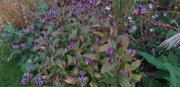 Tricyrtis hirta 'Miyazaki'
