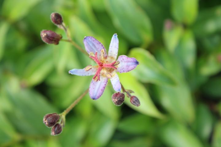 Tricyrtis hirta 'Taiwan Adbane'