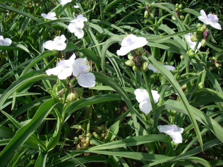 Tradescantia  'Innocence'