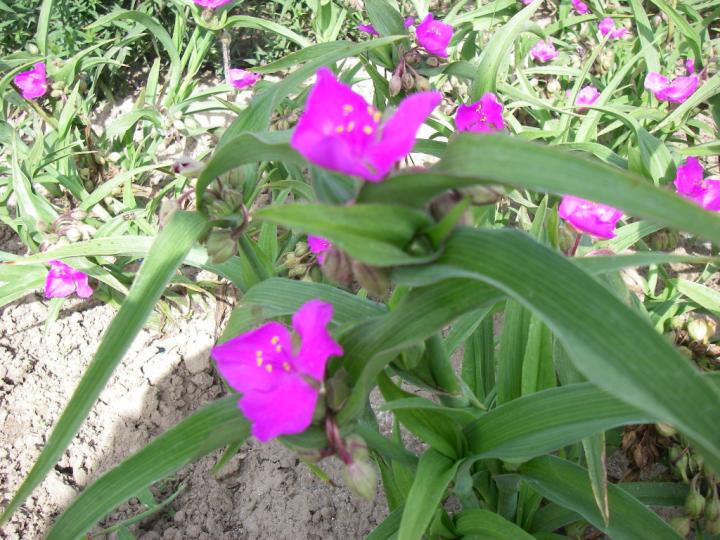 Tradescantia  'Karminglut'