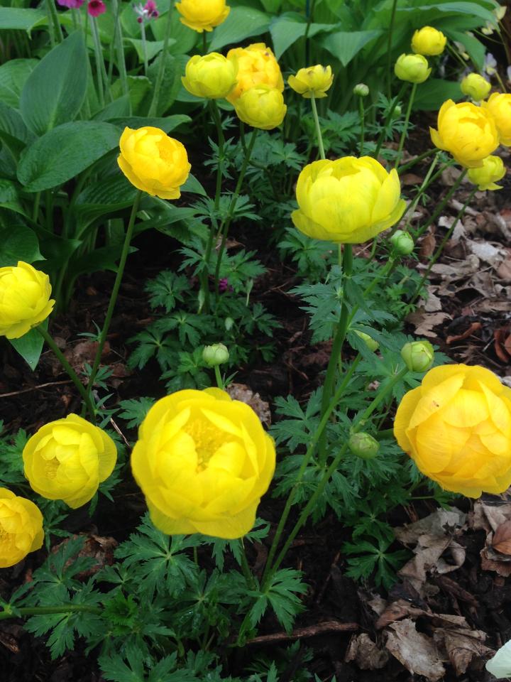 Trollius 'Lemon Queen'