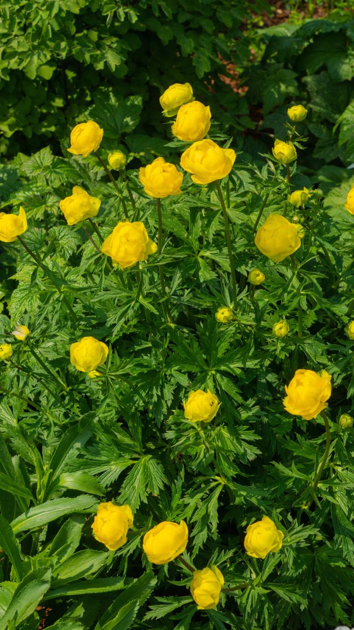 Trollius 'Lemon Queen'