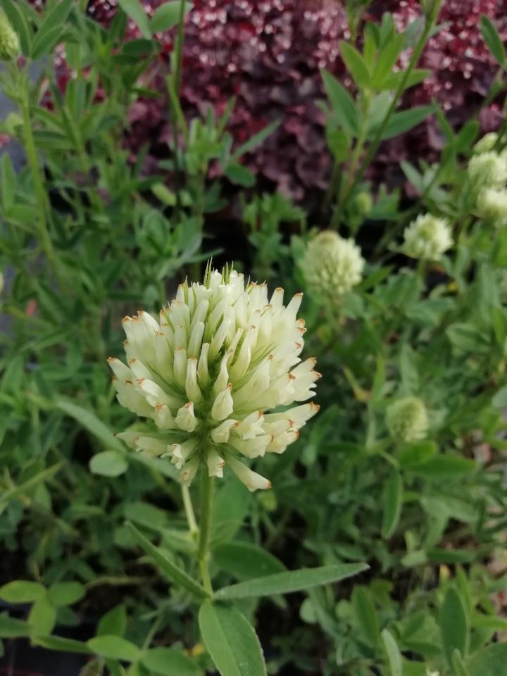 Trifolium ochroleucum