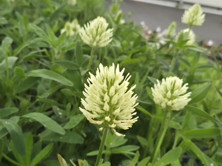 Trifolium ochroleucum