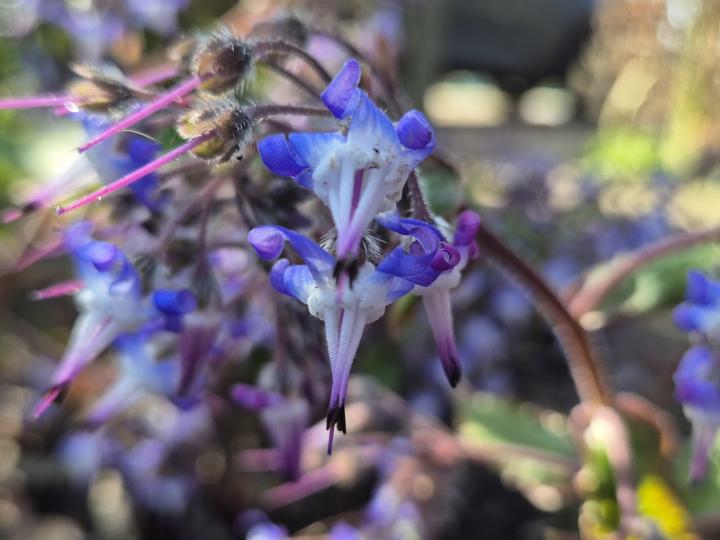 Trachystemon orientalis