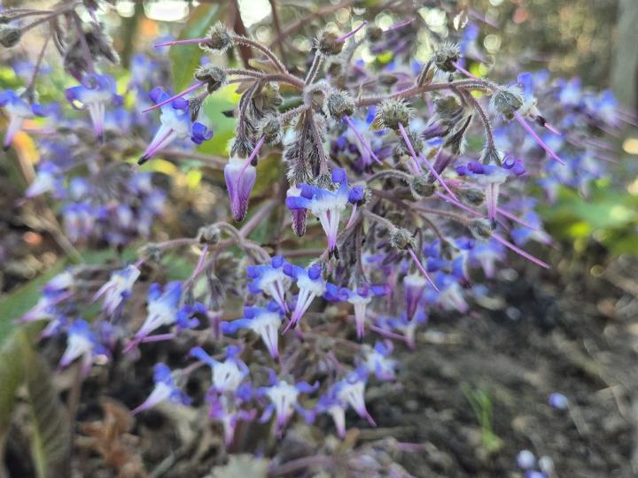 Trachystemon orientalis