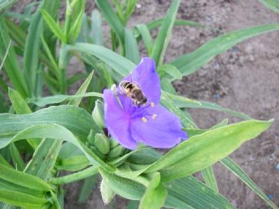 Tradescantia  'Zwanenburg Blue'