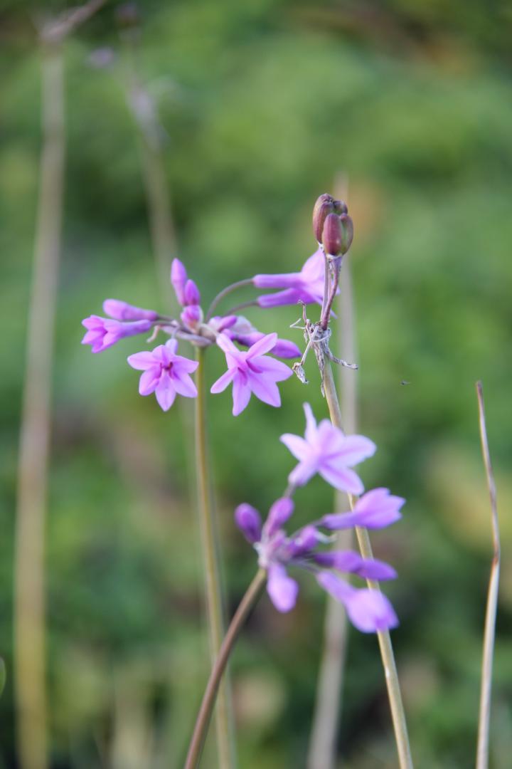 Tulbaghia violacea