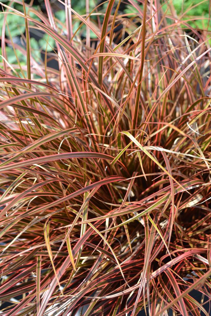 Uncinia rubra 'Everflame'