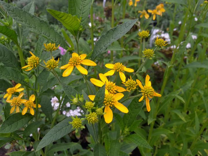 Verbesina alternifolia