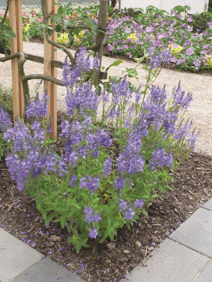 Veronica austriaca 'Royal Blue' ®