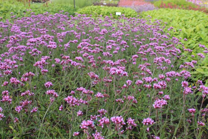 Verbena bonariensis 'Lollipop' ®
