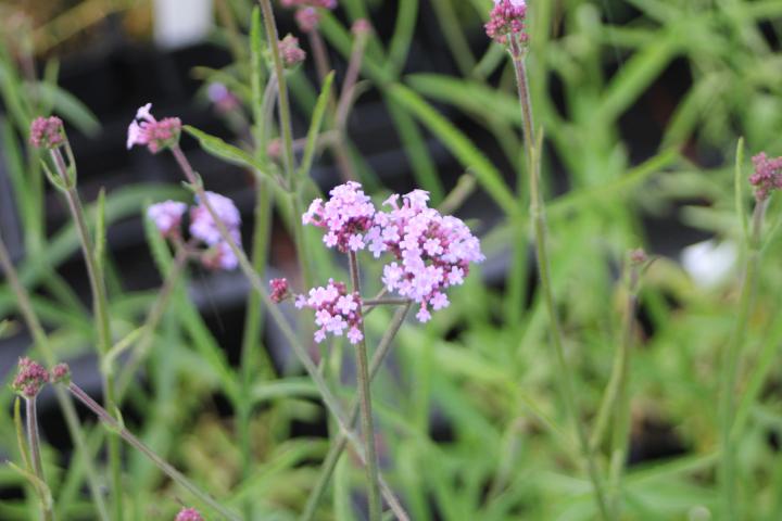 Verbena bonariensis 'Lollipop' ®