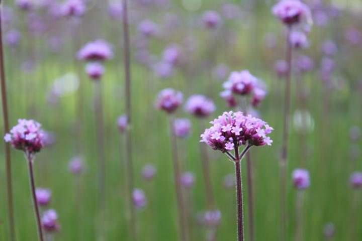 Verbena bonariensis