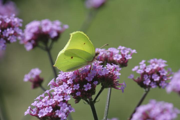 Verbena bonariensis