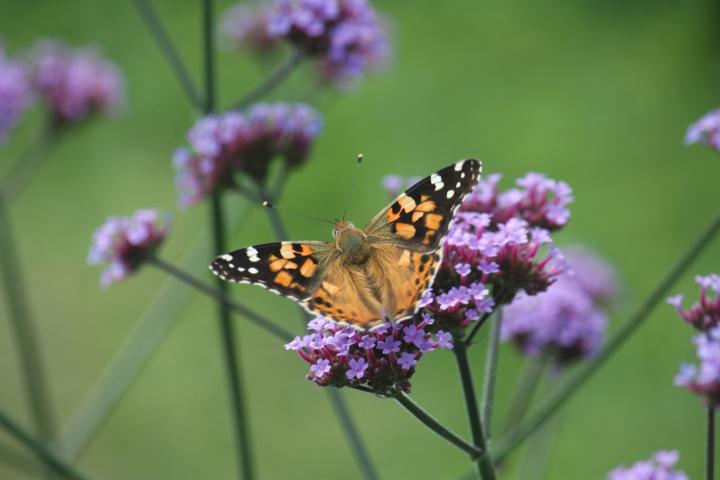 Verbena bonariensis