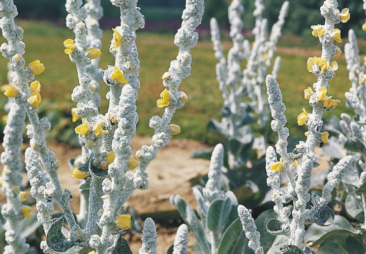 Verbascum bombyciferum 'Polarsommer'