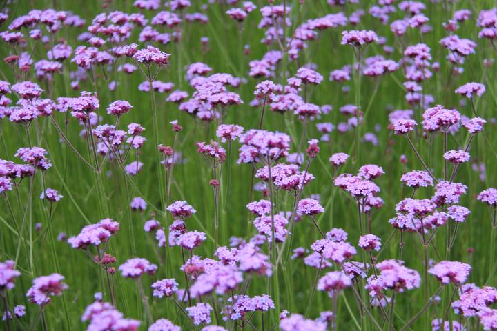 Verbena bonariensis 'Vanity'
