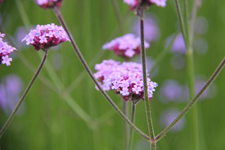 Verbena bonariensis 'Vanity'