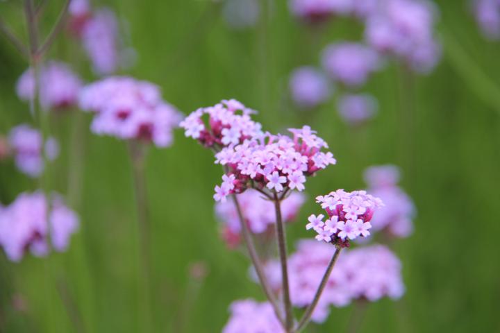 Verbena bonariensis 'Vanity'