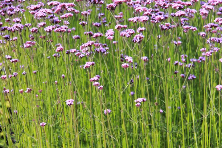 Verbena bonariensis 'Vanity'