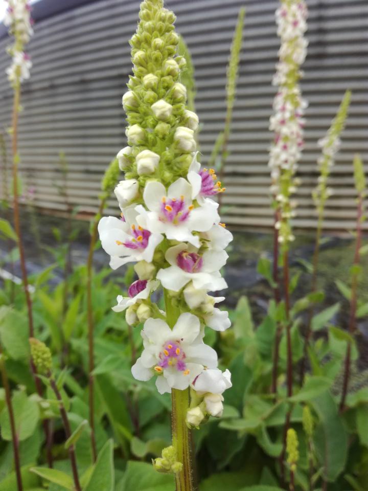 Verbascum chaixii 'Album'