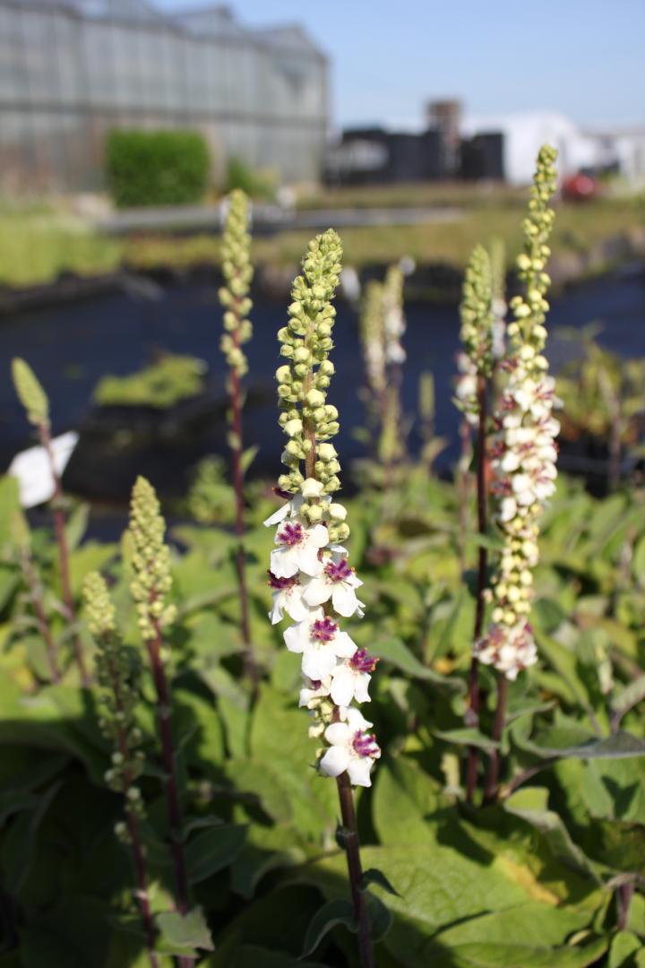 Verbascum chaixii 'Album'