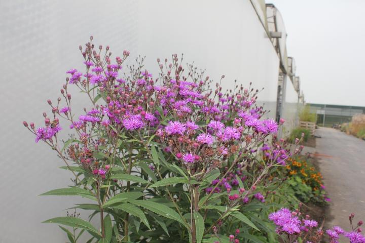 Vernonia crinita 'Mammuth'
