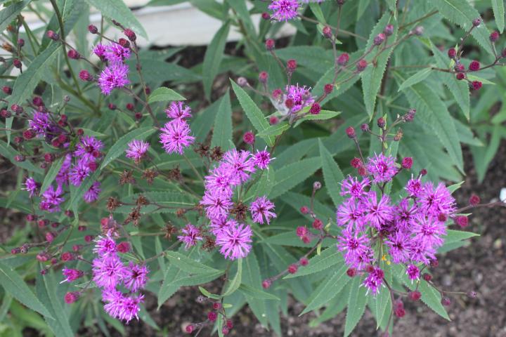 Vernonia crinita