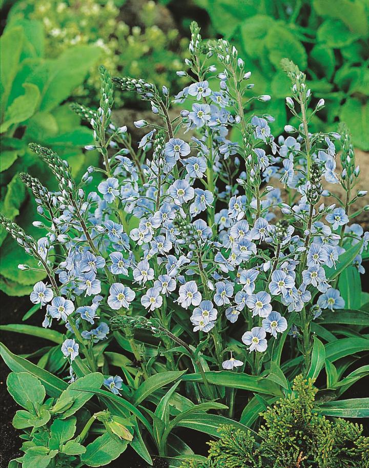 Veronica gentianoides