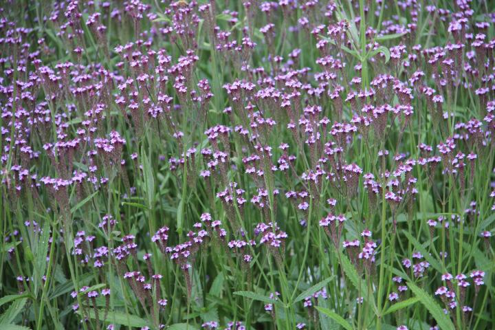 Verbena macdougalii 'Lavender Spires'