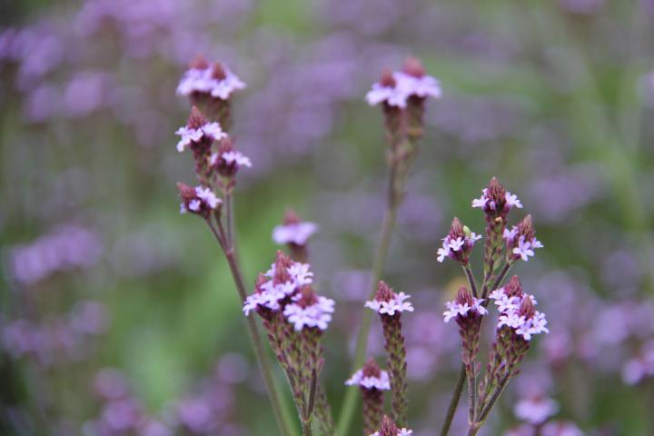 Verbena macdougalii 'Lavender Spires'