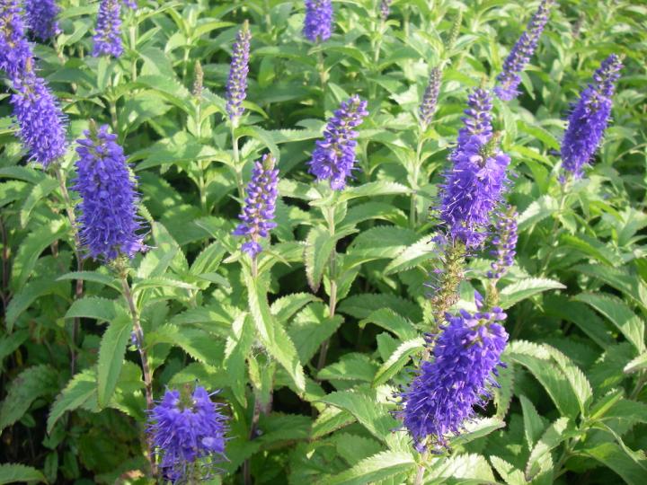 Veronica longifolia 'Blauriesin'
