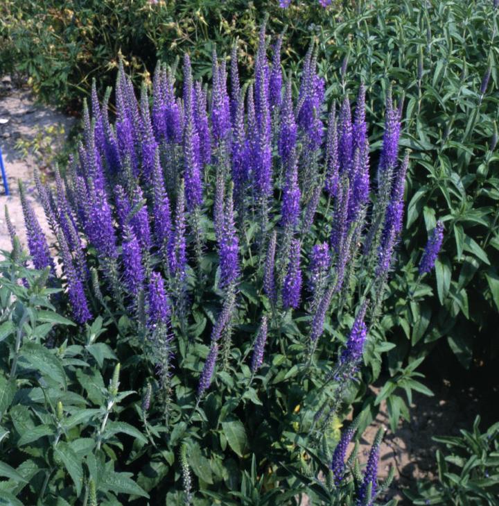 Veronica longifolia