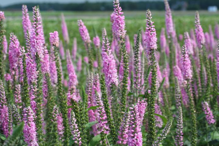 Veronica longifolia 'Pink Damask'