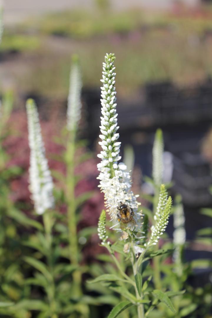 Veronica longifolia 'Schneeriesin'