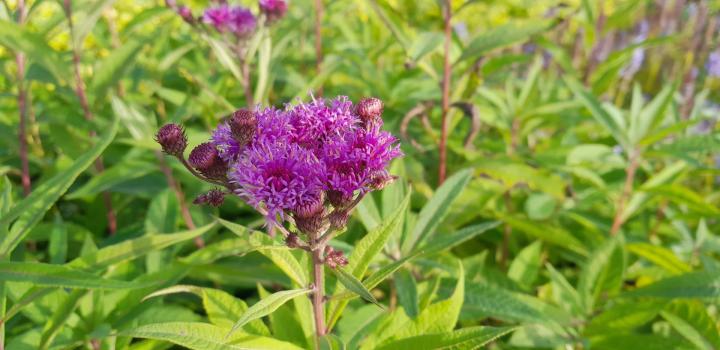 Vernonia noveboracensis
