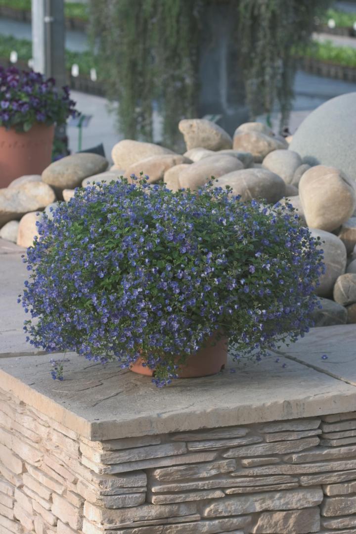 Veronica peduncularis 'Georgia Blue'