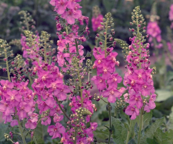 Verbascum phoeniceum 'Antique Rose'
