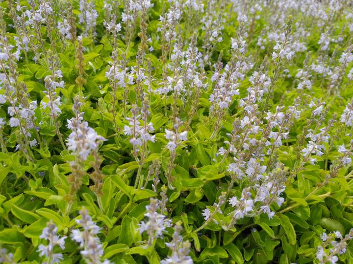 Veronica officinalis