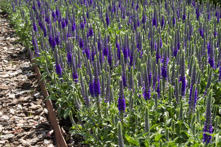 Veronica spicata 'Anniversary Blue'