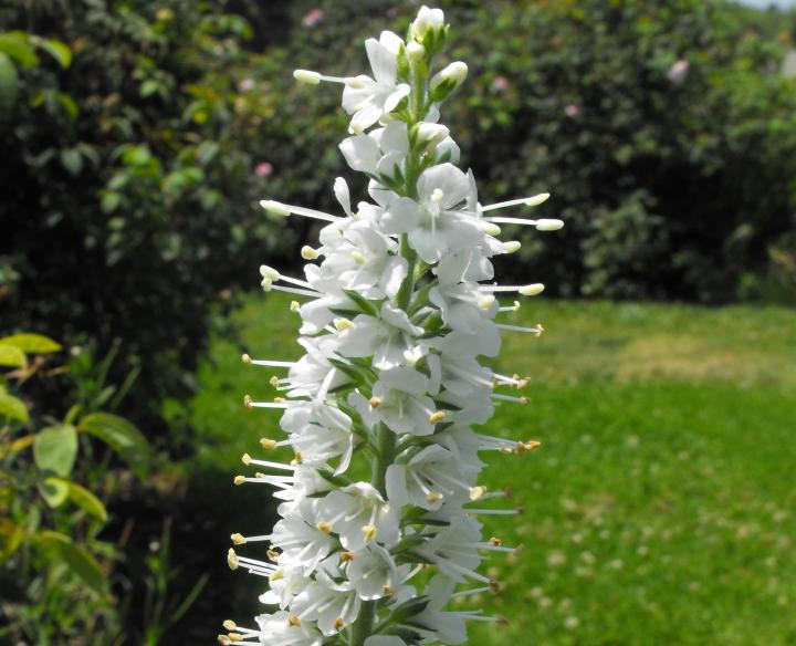 Veronica spicata 'Alba'