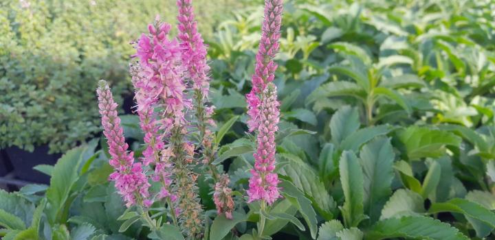Veronica spicata 'Anniversary Rose'