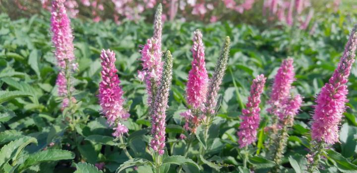 Veronica spicata 'Anniversary Rose'