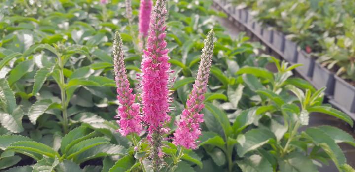 Veronica spicata 'Anniversary Rose'